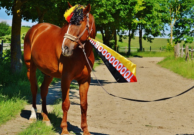 今年报名参 今年报名参